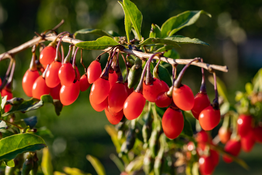 Baie de goji bienfaits