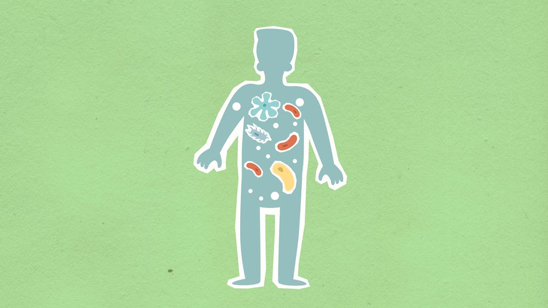 Le Microbiote  Le Secret du Deuxième Cerveau et le Rôle Crucial des Fibres (Prébiotiques)