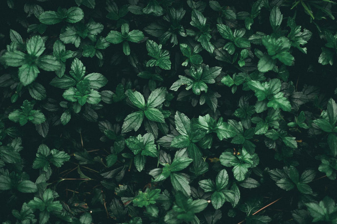 Les Plantes Adaptogènes qui Changent la Vie des Femmes Stressées