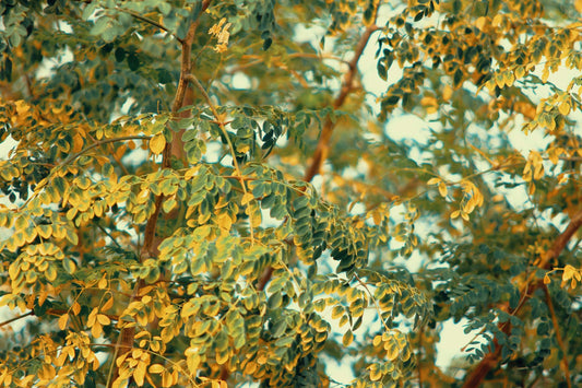 Poudre de moringa  comment bien l’utiliser et quels bienfaits en attendre 
