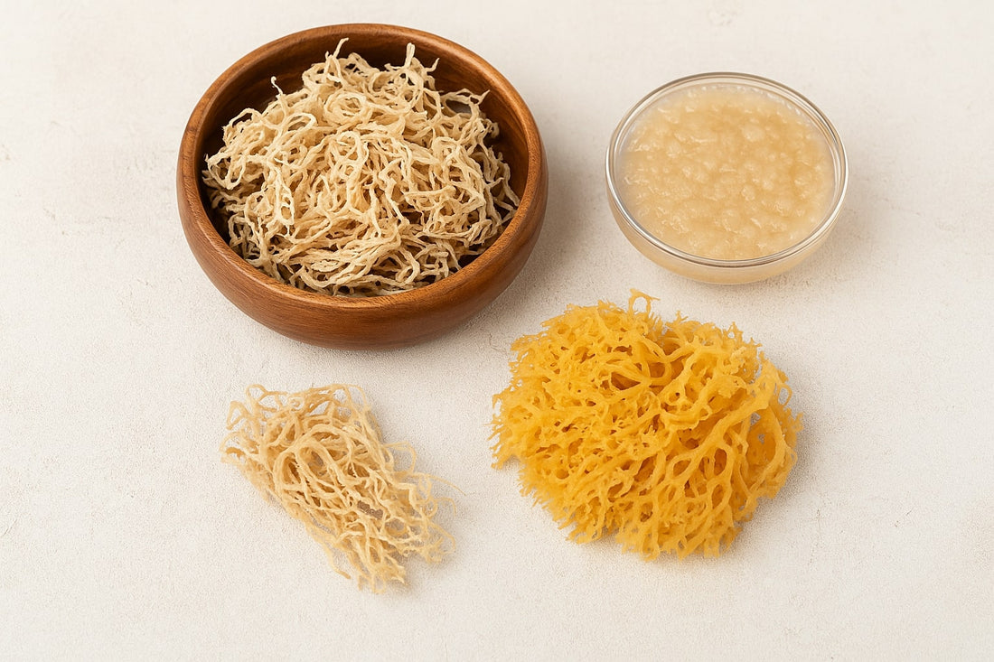 Sea Moss : vertus, utilisation et précautions de cette algue méconnue riche en minéraux