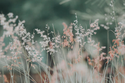 Top 10 des Plantes Médicinales Incontournables pour Ta Pharmacie Naturelle (Propriétés et Usages)
