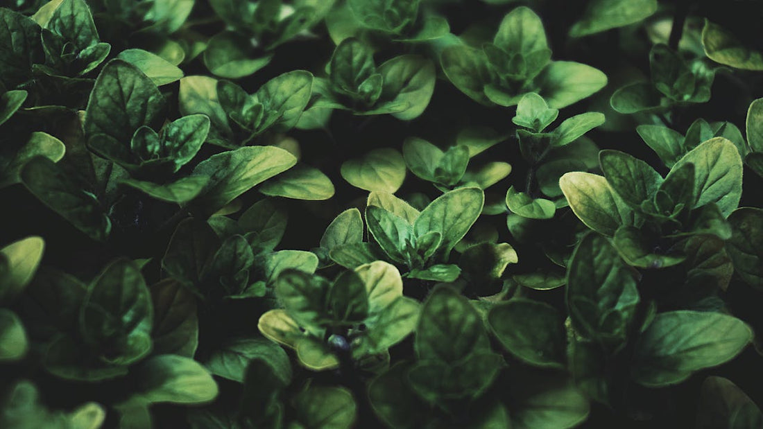 Tulsi (Basilic Sacré)  L'Adaptogène de la Sérénité. Bienfaits Anti-Stress et Immunité