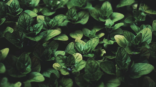 Tulsi (Basilic Sacré)  L'Adaptogène de la Sérénité. Bienfaits Anti-Stress et Immunité