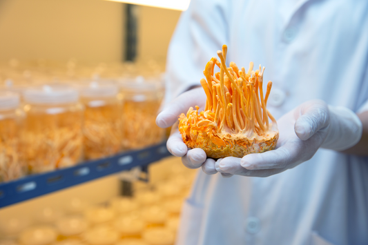 cordyceps bienfait