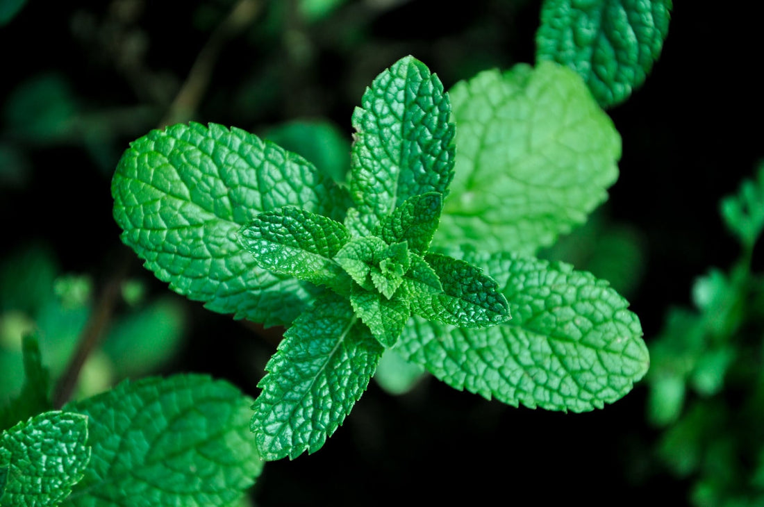 Démangeaisons la nuit : l'hydrolat de menthe poivrée, un incontournable pour apaiser ma peau