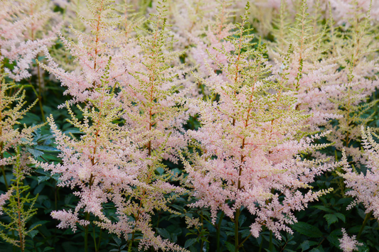 griffonia simplicifolia