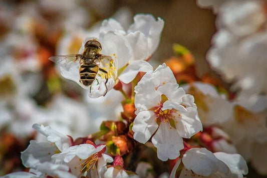 Le miel de Manuka : un remède naturel contre l'acné ?