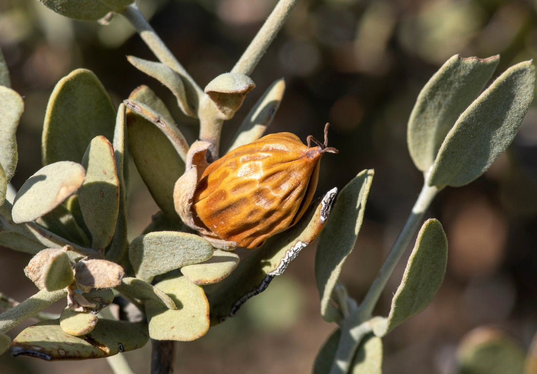 Les propriétés uniques de l'huile de jojoba pour traiter l'acné