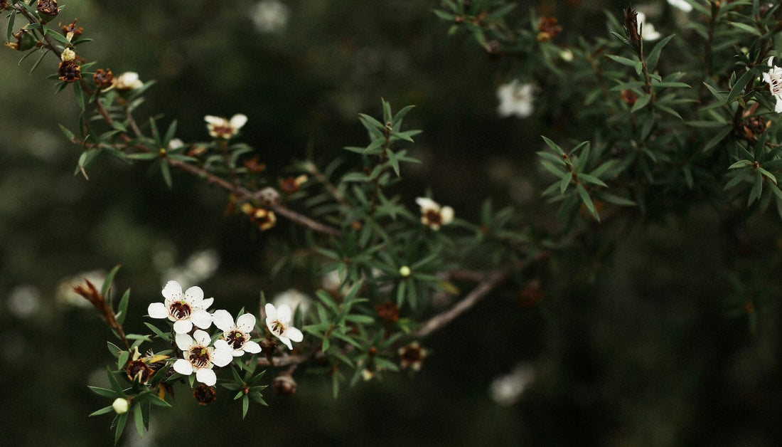 Manuka pour l'acné : Avis et bienfaits