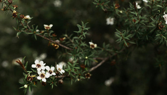 Manuka pour l'acné : Avis et bienfaits